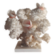 Old white coral adorned with pink shells.