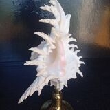 Cabinet of Curiosities 30cm shell on bronze base