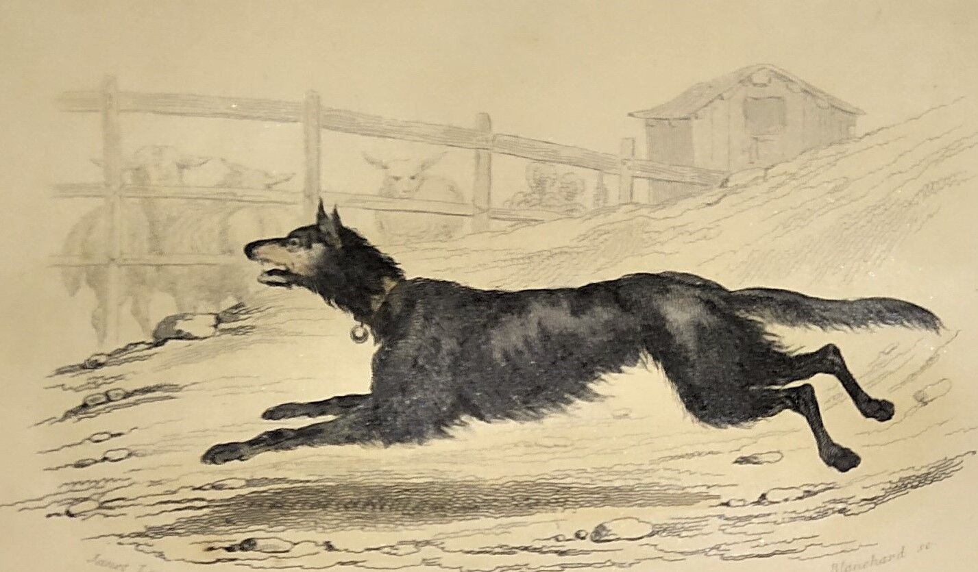 Original zoological frame engraving from 1839 " shepherd dog,....,.... "