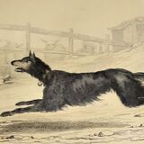 Original zoological frame engraving from 1839 " shepherd dog,....,.... "