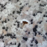 Extension roundtable 1970