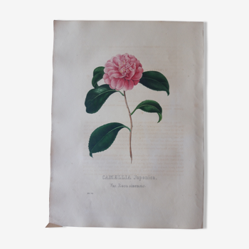 Planche botanique Camellia Japonica, lithographiée et coloriée,  Sertum Botanicum 1832