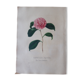 Planche botanique Camellia Japonica, lithographiée et coloriée,  Sertum Botanicum 1832