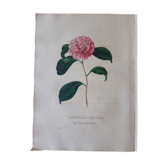 Planche botanique Camellia Japonica, lithographiée et coloriée,  Sertum Botanicum 1832