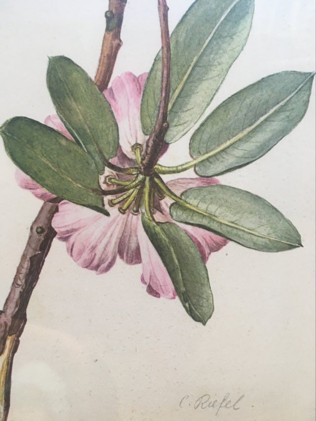 Botanical setting Rhododendron Oreodoxa by Riefel