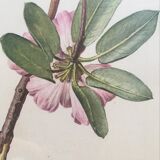 Botanical setting Rhododendron Oreodoxa by Riefel