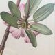 Botanical setting Rhododendron Oreodoxa by Riefel