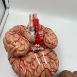 Anatomical brain model