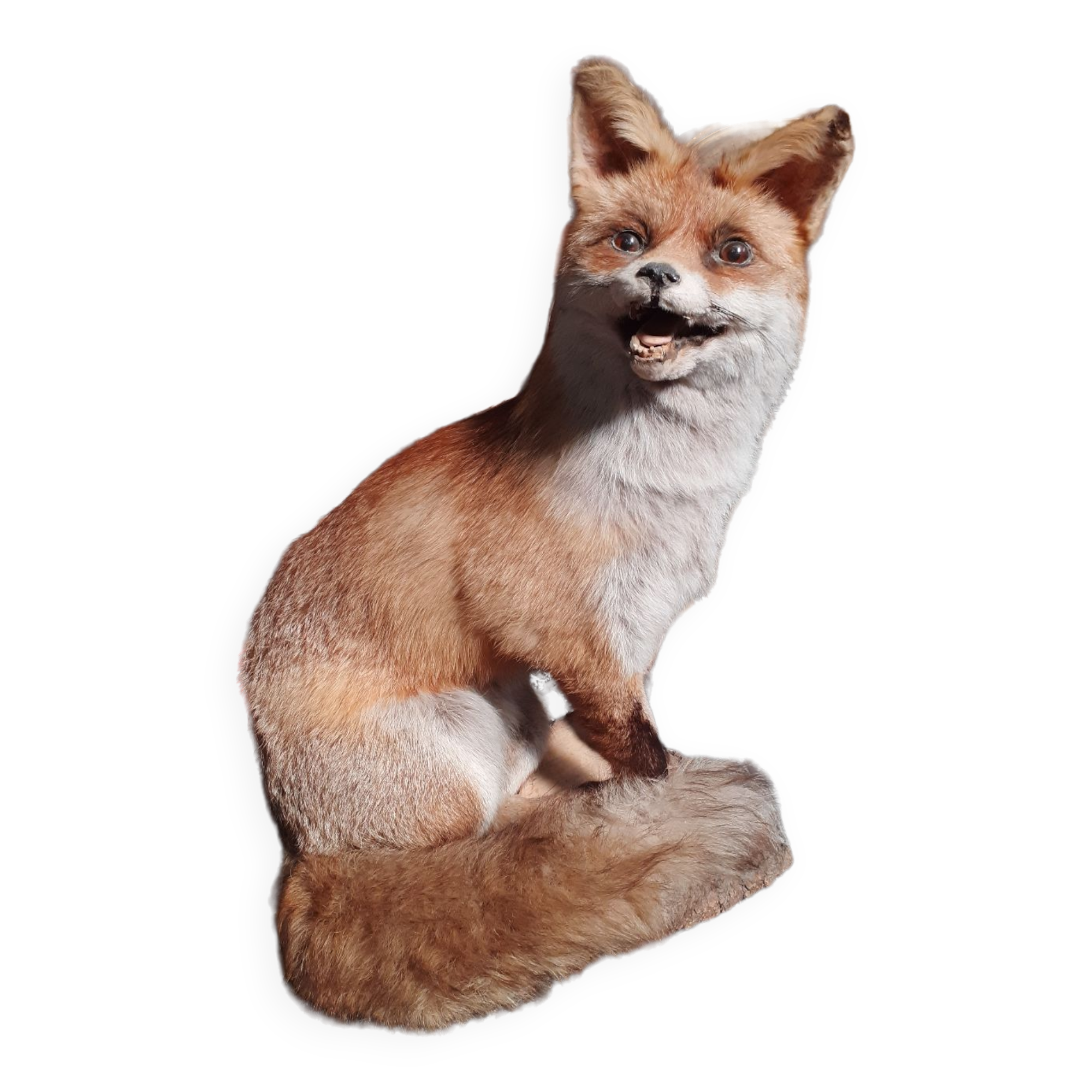 Stuffed fox and naturalized taxidermy