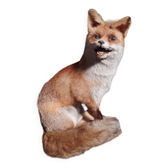 Renard empaillé et naturalisé taxidermie
