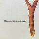 Planche botanique Hamamélis