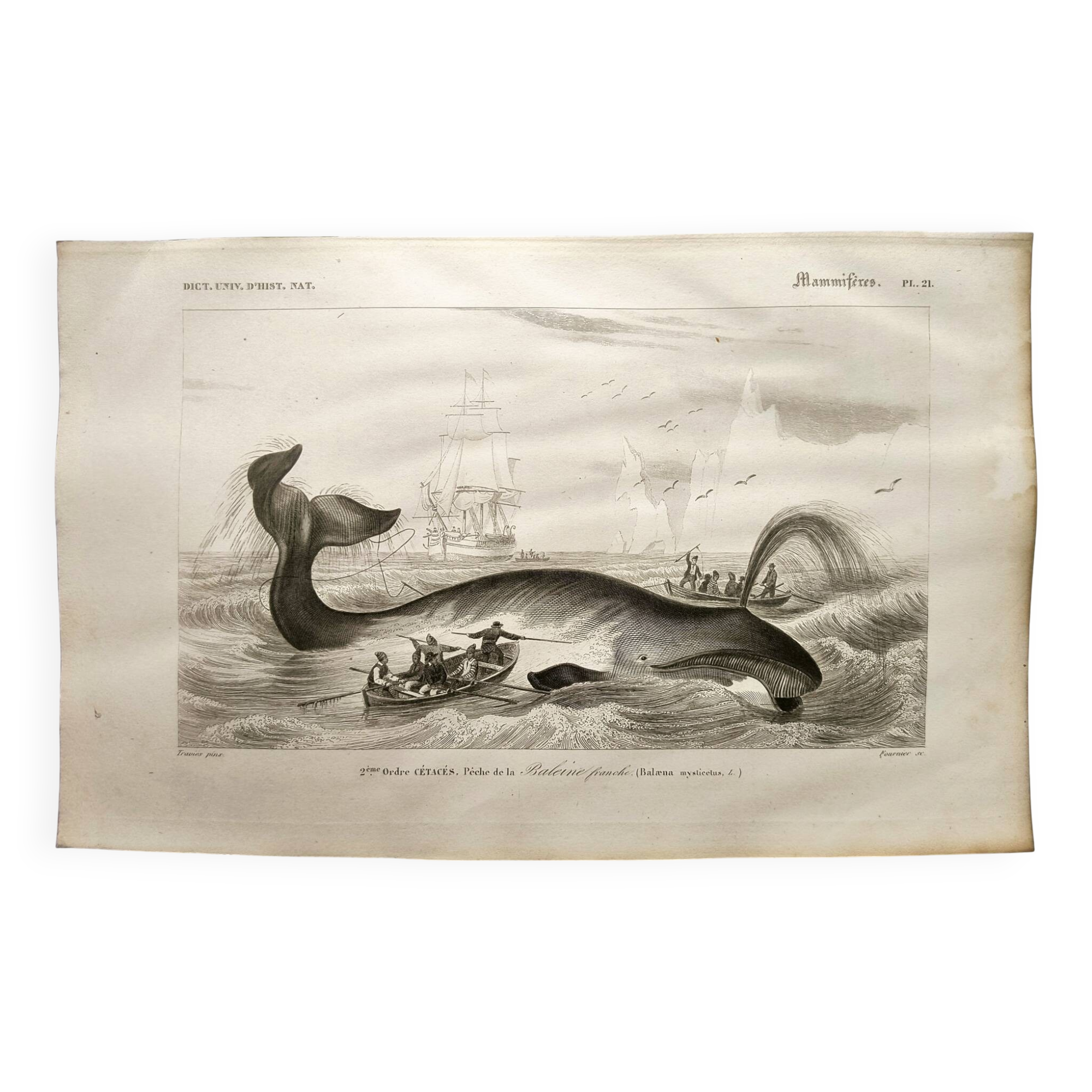 Antique engraving from 1849 - Whale - de Travies, Orbigny - ocean, cetacean