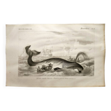 Antique engraving from 1849 - Whale - de Travies, Orbigny - ocean, cetacean