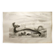 Antique engraving from 1849 - Whale - de Travies, Orbigny - ocean, cetacean