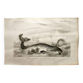 Gravure ancienne de 1849 - Baleine - de Travies, Orbigny - océan, cétacé