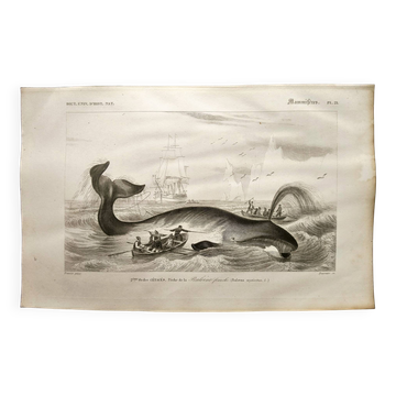 Antique engraving from 1849 - Whale - de Travies, Orbigny - ocean, cetacean