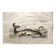 Antique engraving from 1849 - Whale - de Travies, Orbigny - ocean, cetacean