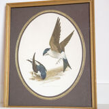 Framed lithography 2 window swallows - House Martin by Murr