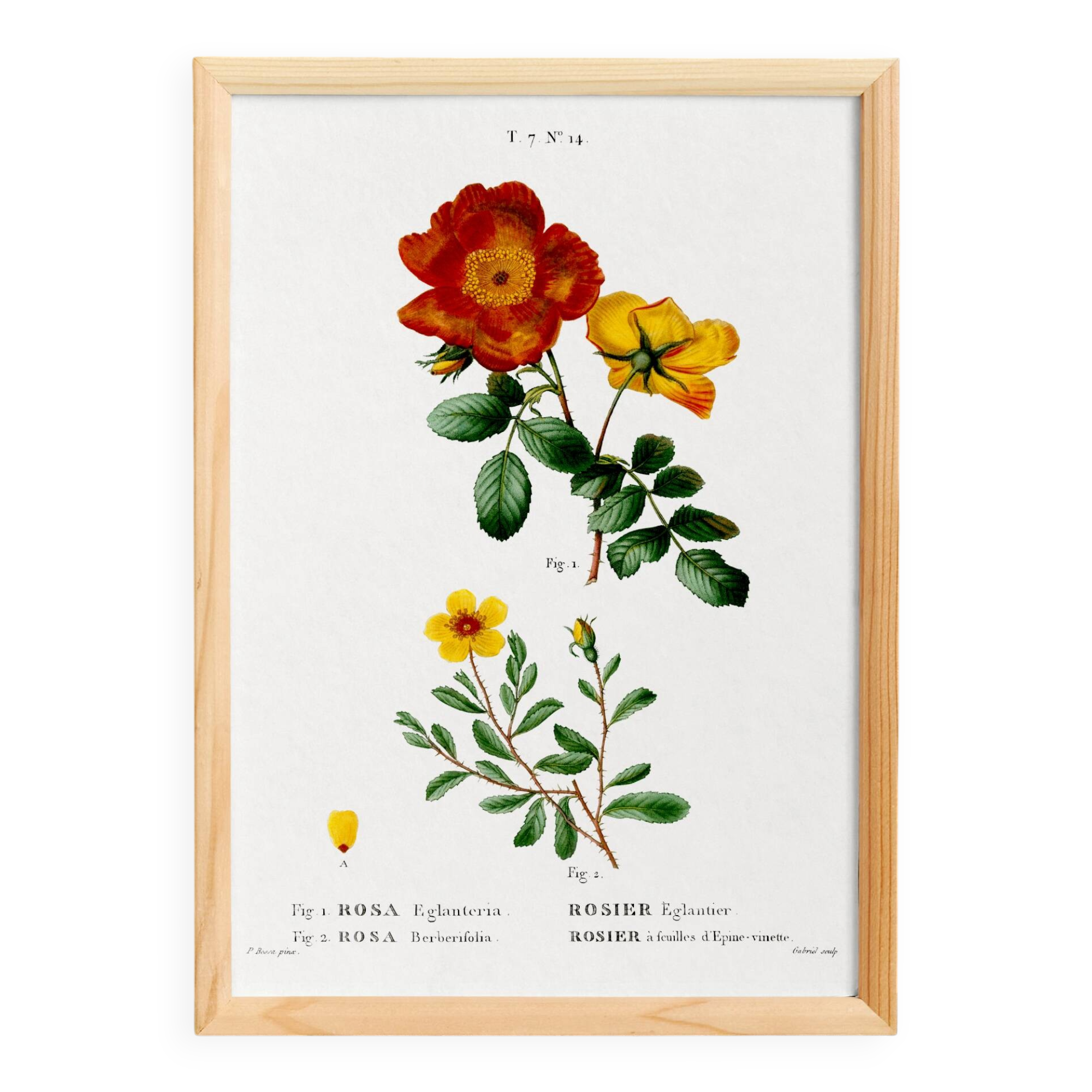 Poster about flowers (rose bush), based on an old painting