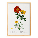 Poster about flowers (rose bush), based on an old painting