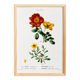 Poster about flowers (rose bush), based on an old painting