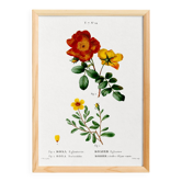 Poster about flowers (rose bush), based on an old painting