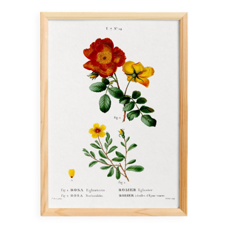 Poster about flowers (rose bush), based on an old painting