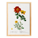 Poster about flowers (rose bush), based on an old painting