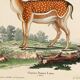 Poster about deer, based on an old engraving from 1774.