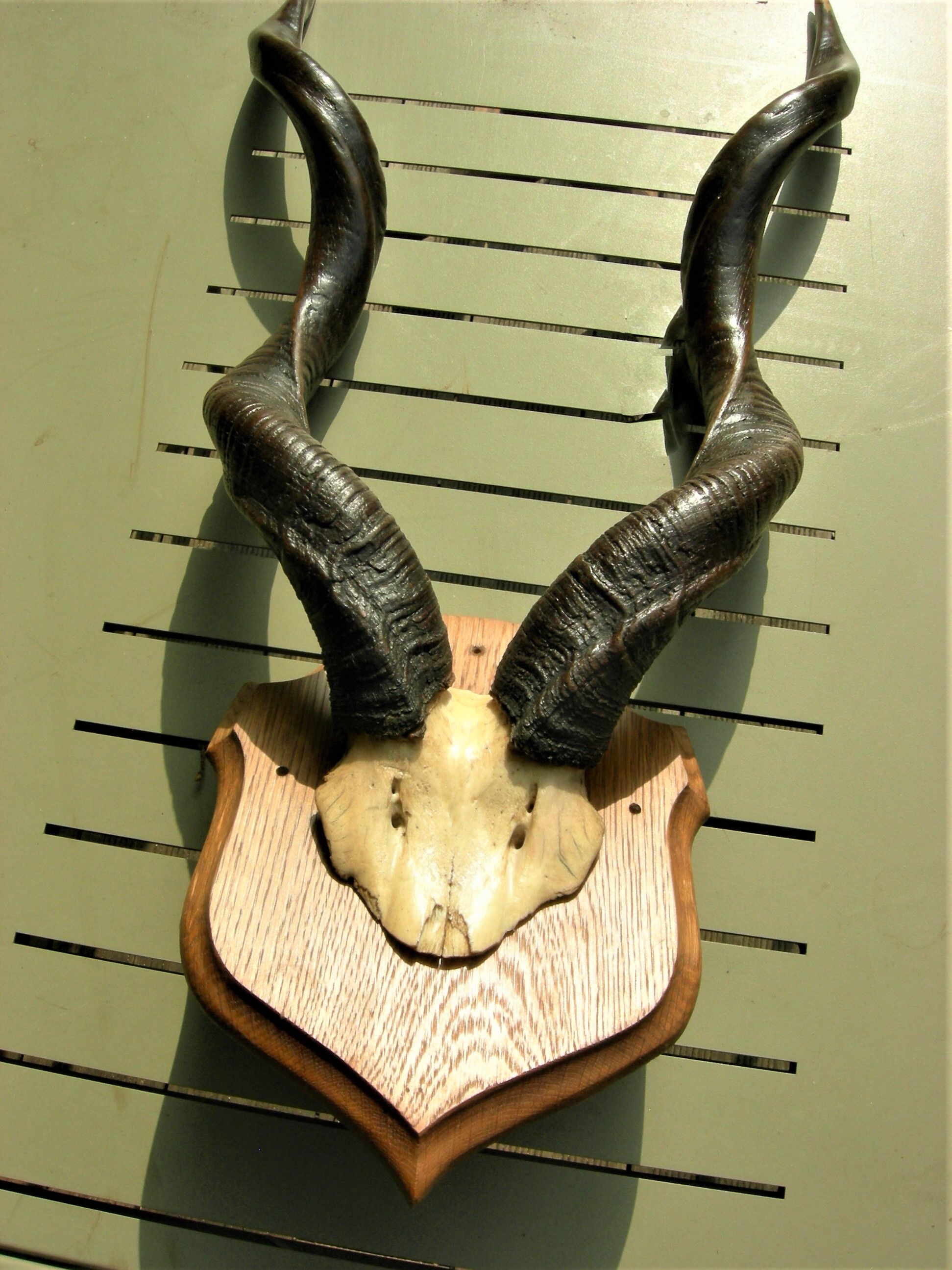Trophée de chasse massacre d'antilope Kudu