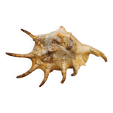 Conch shell