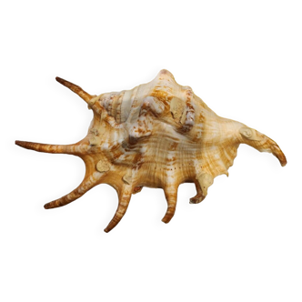 Conch shell