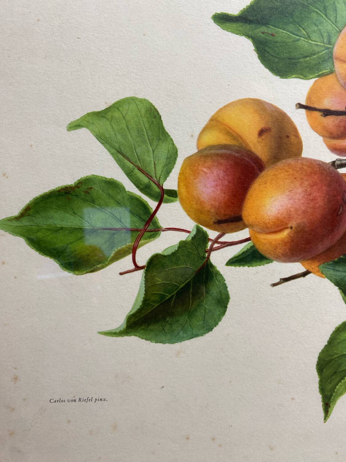 Affiche botanique, Prunus Armeniaca