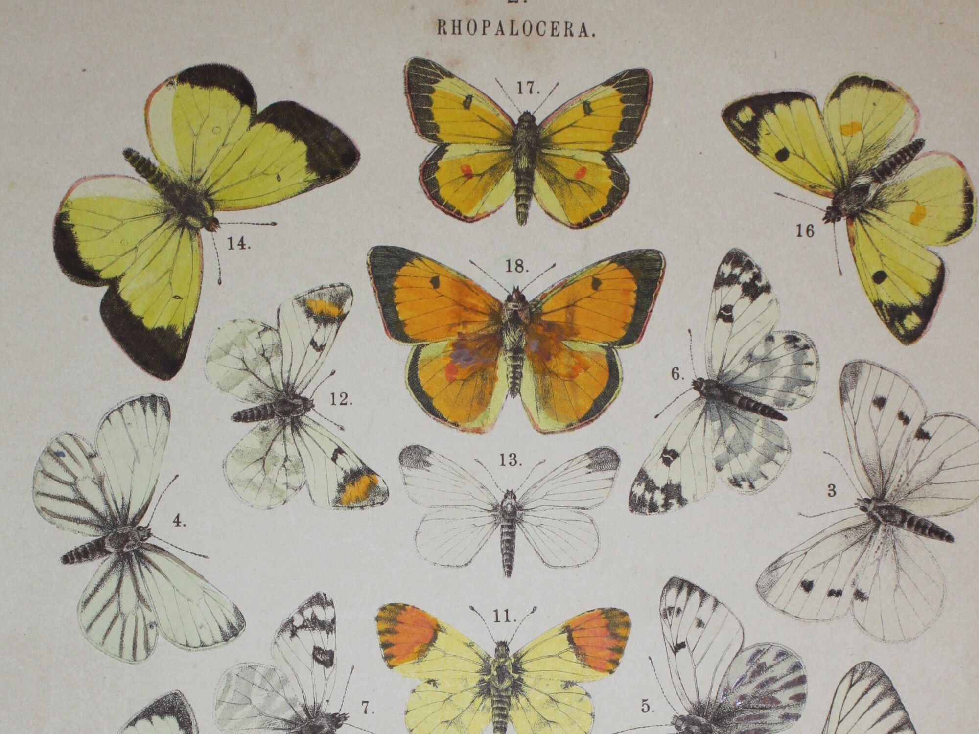 Crataegi butterflies, illustration from 1887 antique print, lepidoptere original insect plate