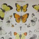 Crataegi butterflies, illustration from 1887 antique print, lepidoptere original insect plate