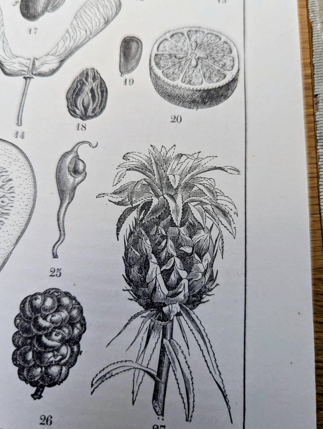 Printed in 1889, fruits and seeds. Antique botanical plate.