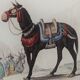 Original zoological plate "zebra & mule" - buffon 1840