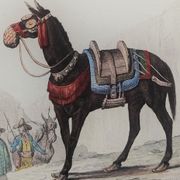 Original zoological plate "zebra & mule" - buffon 1840