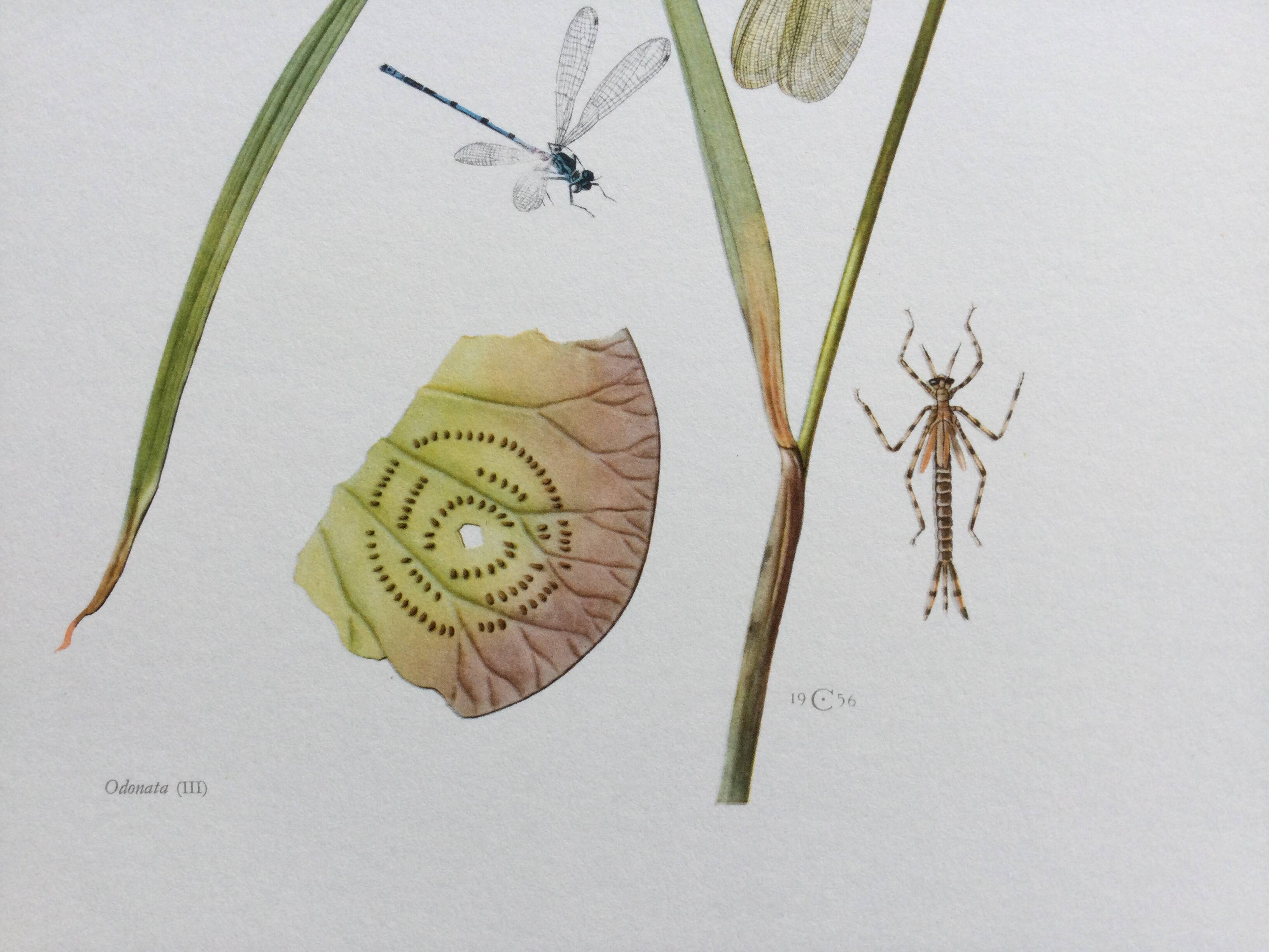 Old illustration "insects", 1960s.