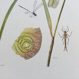Illustration ancienne "insectes", années 60.