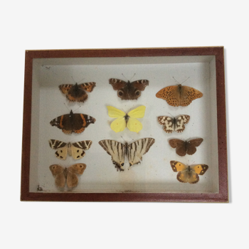 Boîte de papillons