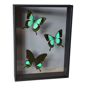 Cadre papillons naturalisés : Papilio lorquinianus albertsi - Papilio karna