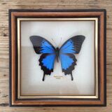 Frame butterfly "papilio ulysses celebes.