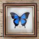 Frame butterfly "papilio ulysses celebes.
