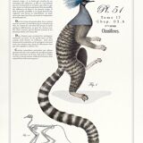 Chimera lithograph engraving animal - the marmoset