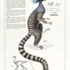 Chimera lithograph engraving animal - the marmoset