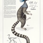 Chimère lithographie gravure animal - le ouistigeon