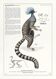 Chimera lithograph engraving animal - the marmoset