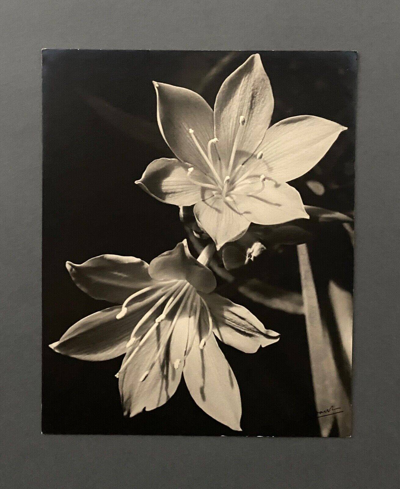 Film photography Bernard Darot XXe Lys