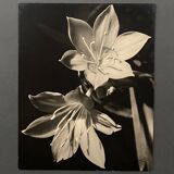 Film photography Bernard Darot XXe Lys